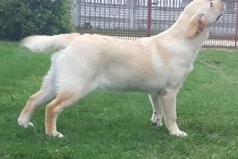 labardor śliczna biszkoptowa suczka,  Labrador retriever cała Polska