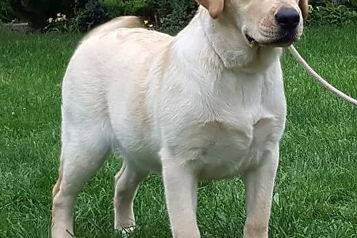 Labardor śliczna biszkoptowa suczka,  Labrador ret