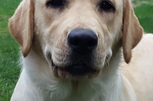 Labardor śliczna biszkoptowa suczka,  Labrador ret
