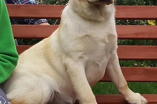 Labardor śliczna biszkoptowa suczka,  Labrador ret