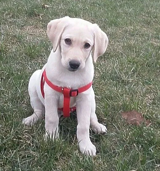 Biszkoptowy labrador, mazowieckie Wołomin