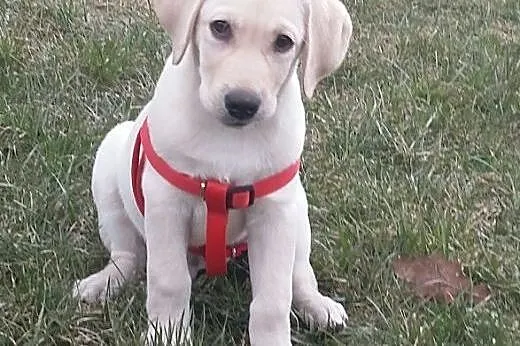 Biszkoptowy labrador,  mazowieckie Wołomin