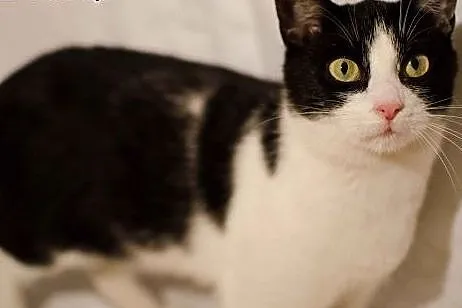 Sroczka - młoda koteczka do adopcji, mazowieckie Warszawa