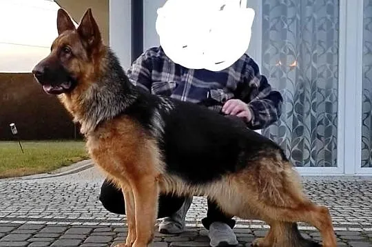 Suka hodowlana owczarek niemiecki  z Rodowodem FCI