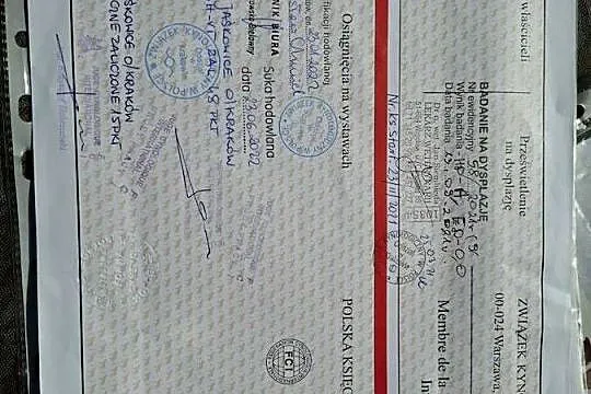 Suka hodowlana owczarek niemiecki  z Rodowodem FCI, Mazowieckie, Płock