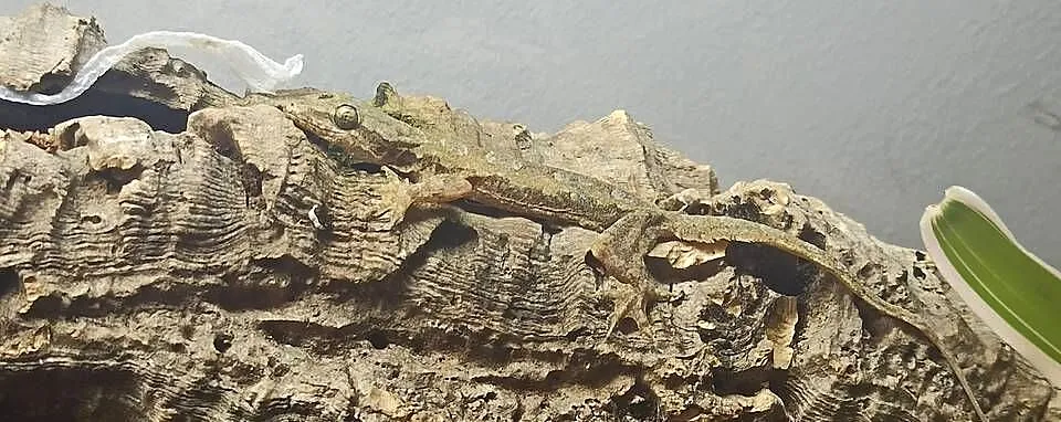 Hemidactylus frenatus, Małopolskie, Kraków