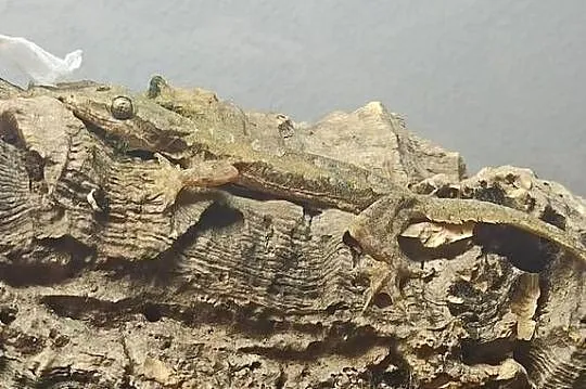 Hemidactylus frenatus, Małopolskie, Kraków