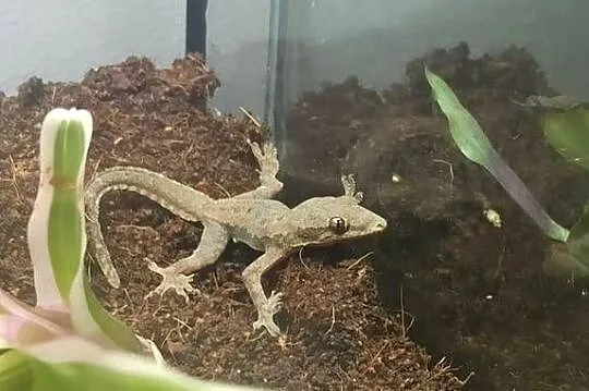 Hemidactylus frenatus, Małopolskie, Kraków
