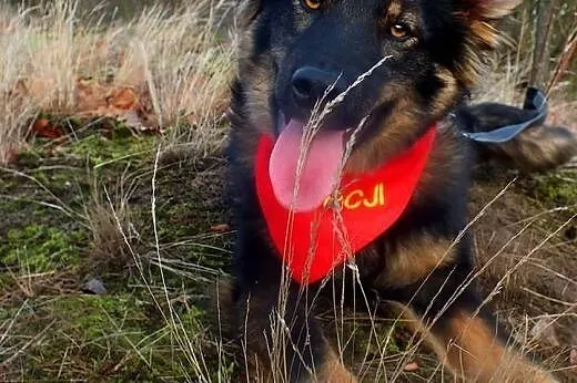 DIEGO - (prawie) owczarek niemiecki długowłosy W W