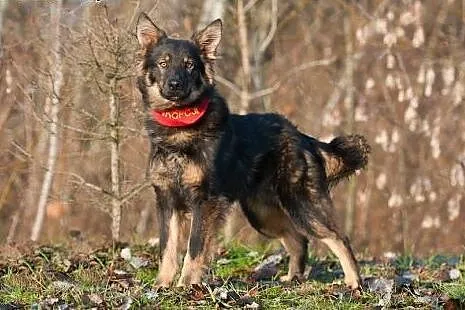 DIEGO - (prawie) owczarek niemiecki długowłosy W W