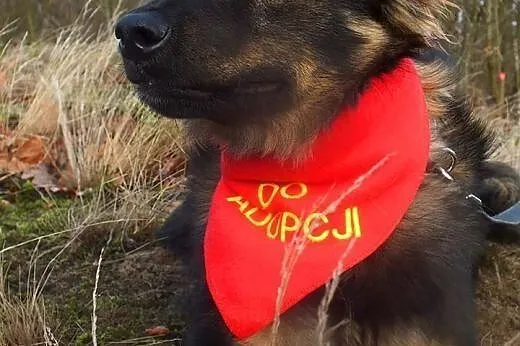 DIEGO - (prawie) owczarek niemiecki długowłosy W W