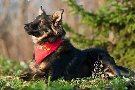DIEGO - (prawie) owczarek niemiecki długowłosy W W