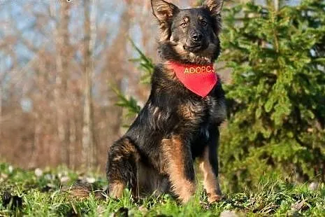 DIEGO - (prawie) owczarek niemiecki długowłosy W W