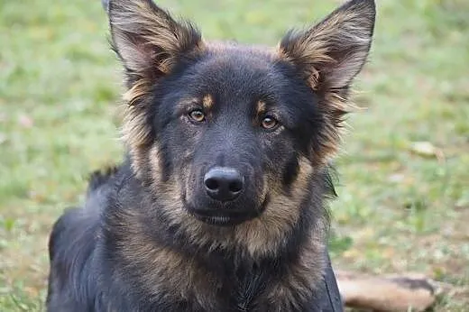 DIEGO - (prawie) owczarek niemiecki długowłosy W W