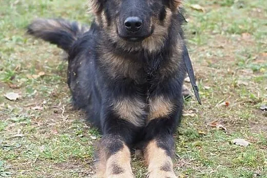 DIEGO - (prawie) owczarek niemiecki długowłosy W W