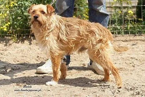 Rudzik - szorstki, fajny piesek,  mazowieckie Nowy