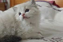 Cudowne kociaki Ragdoll, FPL, prawdziwy rodowód, hodowla od 12 lat