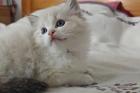 Cudowne kociaki Ragdoll, FPL, prawdziwy rodowód, hodowla od 12 lat, Lubelskie, Lublin