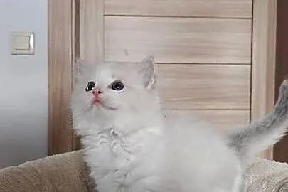 Cudowne kociaki Ragdoll, FPL, prawdziwy rodowód, hodowla od 12 lat, Lubelskie, Lublin
