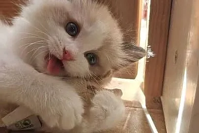 Cudowne kociaki Ragdoll, FPL, prawdziwy rodowód, hodowla od 12 lat, Lubelskie, Lublin