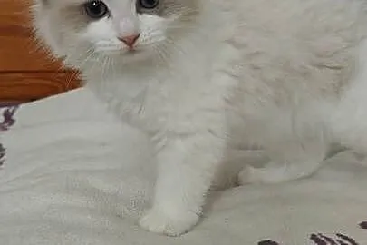 Cudowne kociaki Ragdoll, FPL, prawdziwy rodowód, hodowla od 12 lat, Lubelskie, Lublin