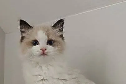 Cudowne kociaki Ragdoll, FPL, prawdziwy rodowód, hodowla od 12 lat, Lubelskie, Lublin