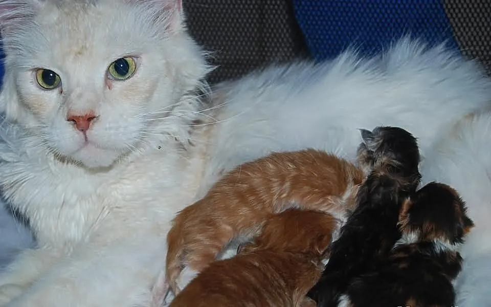 Maine-Coon koteczki -kocurki