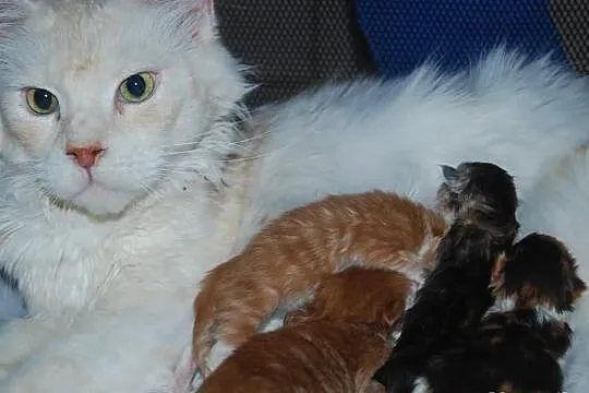 Maine-Coon koteczki -kocurki