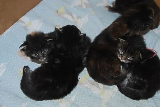Maine-Coon koteczki -kocurki