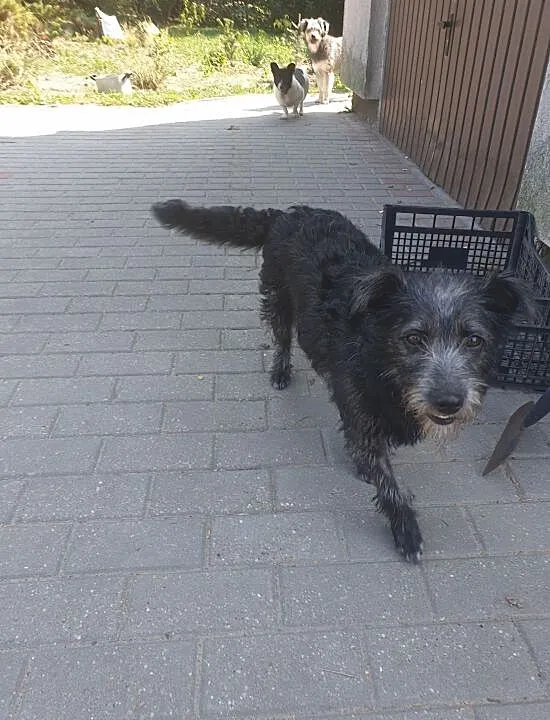 Zumba - 10 kg miłości do adopcji , kujawsko-pomorskie Toruń,