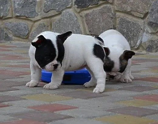 Buldog francuski piękny wystawowy szczeniak FCI,