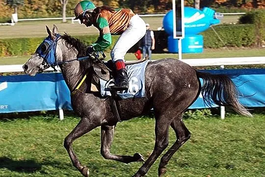 Klacz arabska (Von-Ortona/Druid)