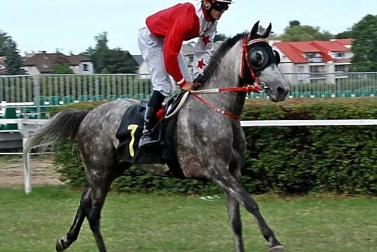 Klacz arabska (Von-Ortona/Druid), , Mikołajki