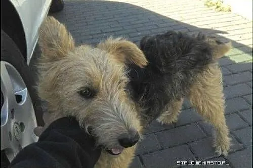 Bezdomny,młody terrier,  świętokrzyskie Sandomierz