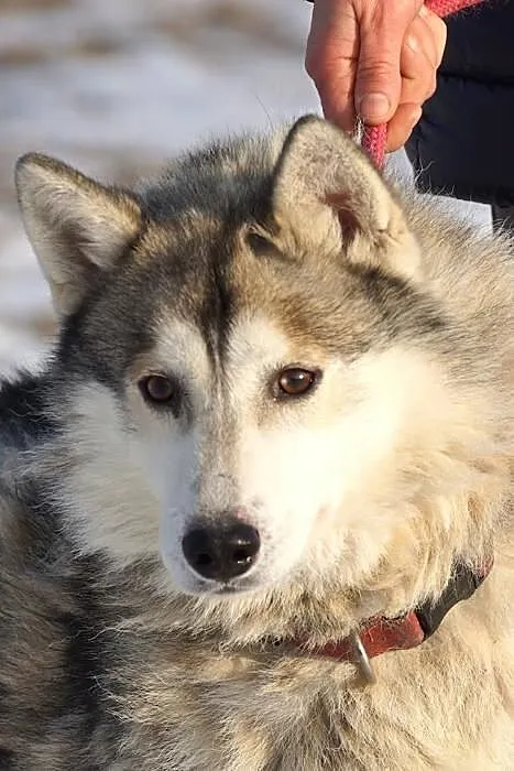 Wesoły, przyjazny Dexter, HUSKY szuka odpowiedzial