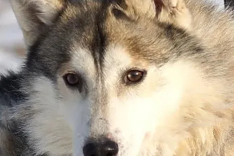 Wesoły, przyjazny Dexter, HUSKY szuka odpowiedzial