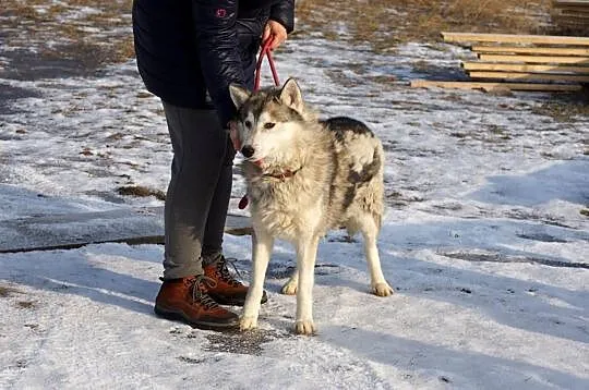 Wesoły, przyjazny Dexter, HUSKY szuka odpowiedzial