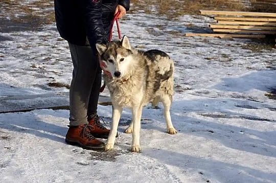 Wesoły, przyjazny Dexter, HUSKY szuka odpowiedzial