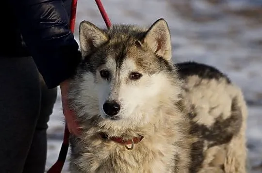 Wesoły, przyjazny Dexter, HUSKY szuka odpowiedzial