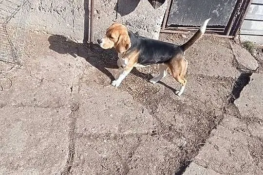 beagle