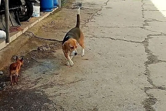 beagle, Małopolskie, Wawrzeńczyce