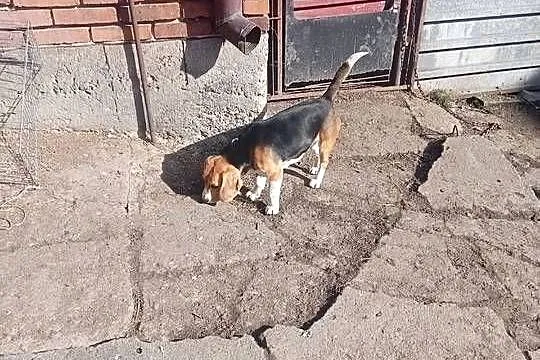 beagle, Małopolskie, Wawrzeńczyce