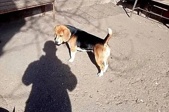 beagle, Małopolskie, Wawrzeńczyce