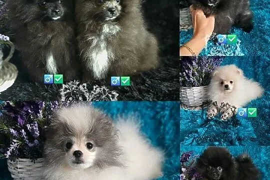 Szpic Miniaturowy/Pomeranian piesek PASZPORT!