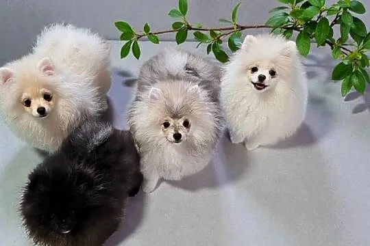 Szpic Miniaturowy/Pomeranian piesek PASZPORT!, Łódzkie, Sędziejowice