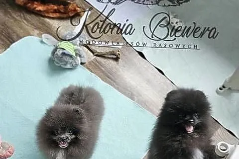Szpic Miniaturowy/Pomeranian piesek PASZPORT!, Łódzkie, Sędziejowice