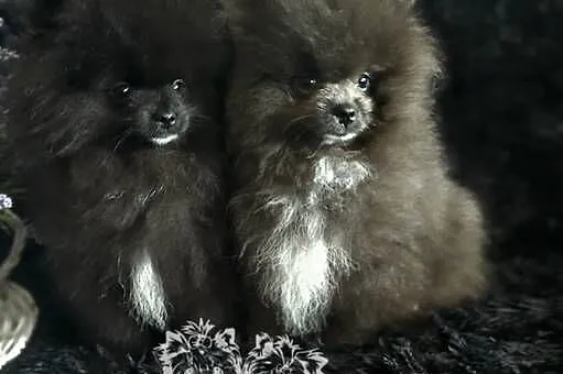 Szpic Miniaturowy/Pomeranian piesek PASZPORT!, Łódzkie, Sędziejowice