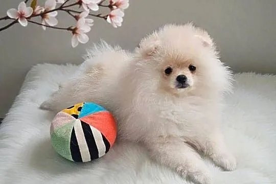 Szpic Miniaturowy/Pomeranian piesek PASZPORT!, Łódzkie, Sędziejowice