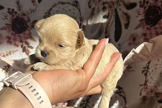 Maltipoo szczenięta