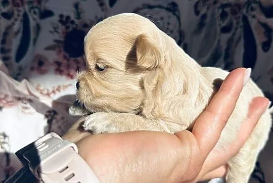 Maltipoo szczenięta, Małopolskie, Polanka Wielka